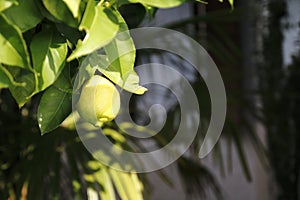 Lemon, lime, in the tree