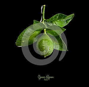 Green lemon or lime on tree branch with green leaves