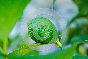 Green lemon on the tree blurred green background, an excellent source of vitamin C