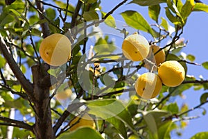 Green lemon tree with yellow lemons