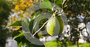 Green lemon trees garden