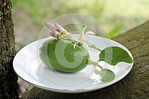 Green lemon on white plate hd quality image download photo