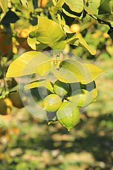 Green lemons at the branch in the sun photo