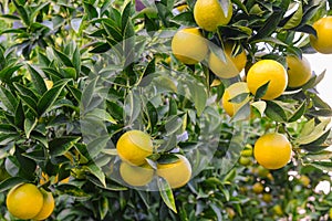 Green lemons growing on a tree, limes hanging from branches. Lemon tree or lime tree. Nature, organic fruit, summer time