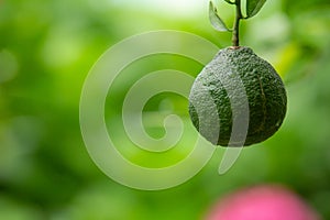 Green lemons hanging with branches with leaves as well