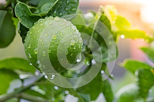 Green lemons hanging on tree with sunlight