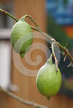 Green lemons on a lemon tree growing inside room