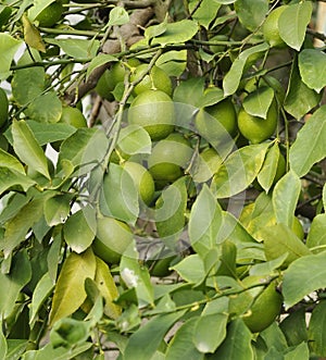 Green lemons on tree