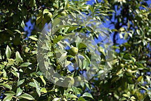 Green lemons on a tree