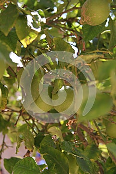 Green Lemon Tree at The Garden