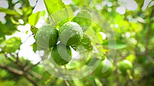 Green lemons on the tree in the farm. water drop on Lemons against the background of green leave.