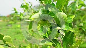 Green lemons on the tree in the farm. water drop on Lemons against the background of green leave.