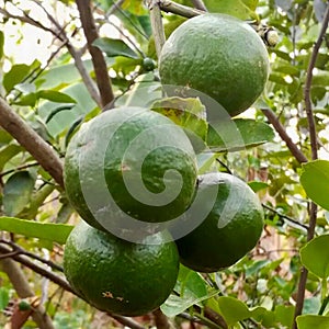Green Lemons on the Tree