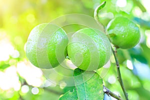 Green Lemons tree in garden with daylight.