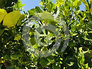 Green lemons tree in the garden with daylight.