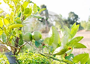 Green Lemons tree in the garden