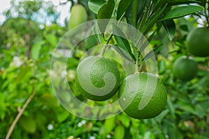 Green Lemons tree in the garden with green blur background. Green Lemon a citrus fruit Citrus lemon of Bangladesh origin