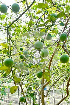 Green Lemons on the Tree