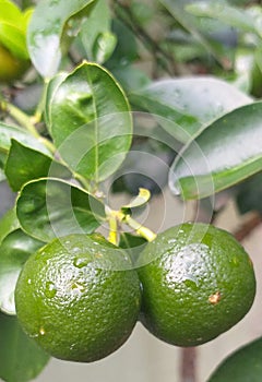 Green lemons in a tree with water droplets