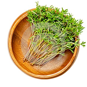 Green lentil microgreens, shgoots of Lens culinaris, in wooden bowl