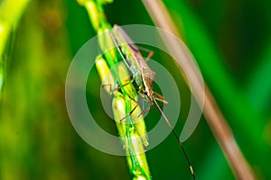 Green Leptocorisa insects perched on rice stalks