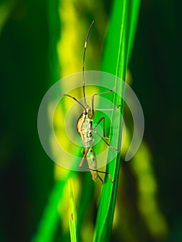 Green Leptocorisa insects perched on rice stalks