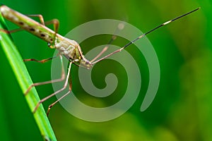 Green Leptocorisa with long antennae perched on a leaf