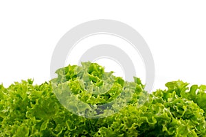 Verde insalata 