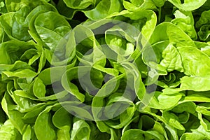 Green lettuce