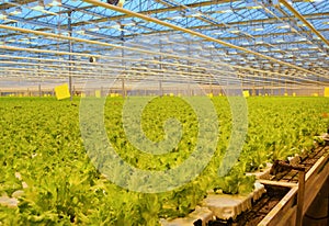 Green lettuce on an agricultural farm. Cultivation in the greenhouse