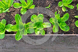 Green Lettuce in backyard, Organic vegetables are grown in plots, fresh salad, healthy food