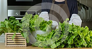 Green lettuce of cabbage leaves, lactuca sativa and spinach leaves