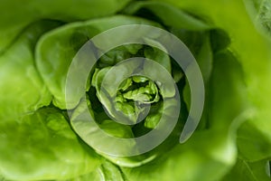 A green lettuce close up