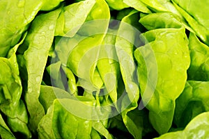 Green lettuce, close up.