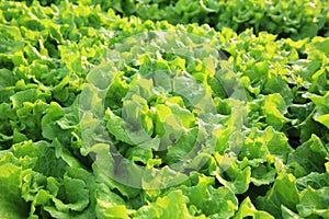 Green lettuce crops at vegetable garden