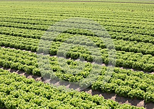 green lettuce in fertile sandy soil in the Padana plain in italy