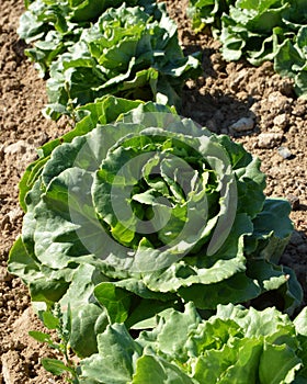 Green lettuce in a field