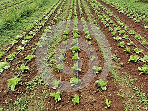Green lettuce field cultivation with fertigation system photo