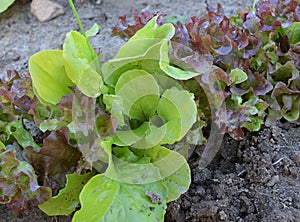 Green, lettuce, food, leaf, salad, fresh, vegetable, plant, healthy, nature, leaves, organic, vegetarian, vegetables, summer, diet