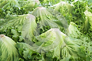 Green lettuce on fruit market