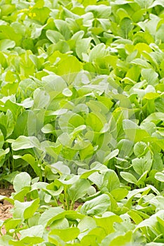 Green Lettuce in the garden asia style