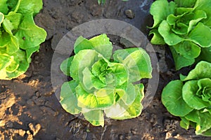 Green lettuce is germinate in garden or organic farm.