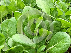 Green lettuce growing in a spring garden, fresh leaves of arly first vitamin vegetables, chineese steam cabbage