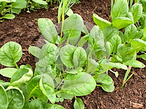 Green lettuce growing in a spring garden, fresh leaves of arly first vitamin vegetables, chineese steam cabbage