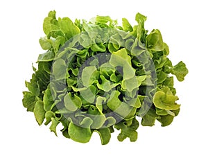 Green lettuce head isolated on white background. Overhead view of fresh green oak lettuce. Salad leaves close up. Healthy food and
