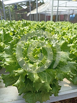 green lettuce in hidroponic