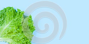 Green lettuce isolated on blue background. Copy space. Healthy food