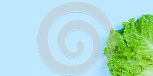 Green lettuce isolated on blue background. Copy space. Healthy food