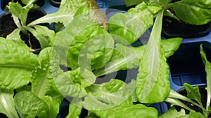 Green lettuce Lactuca sativa leaf vegetables for salad making and food and eats supplements. In Europe, very popular