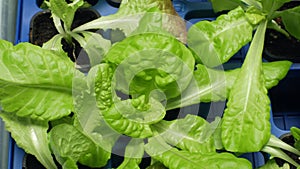 Green lettuce Lactuca sativa leaf vegetables for salad making and food and eats supplements. In Europe, very popular